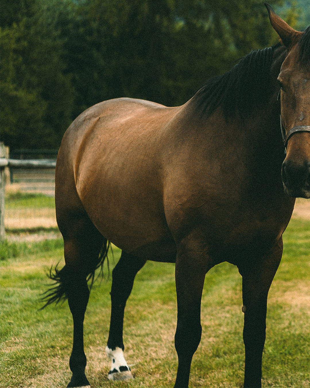 Creative Editorial Portraits with Horses on a Private Ranch in Montana — photograph 9 of 20